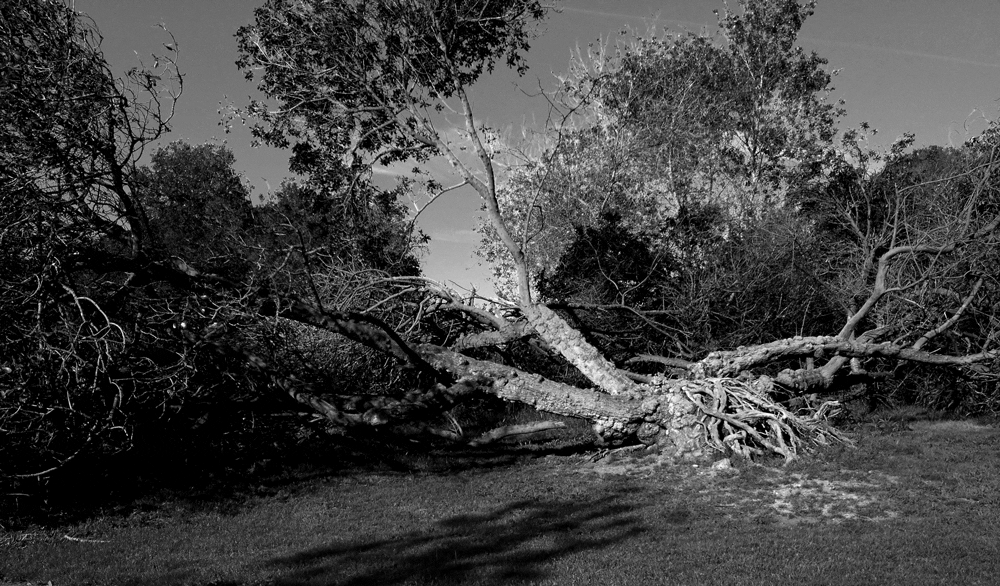 survivor-tree